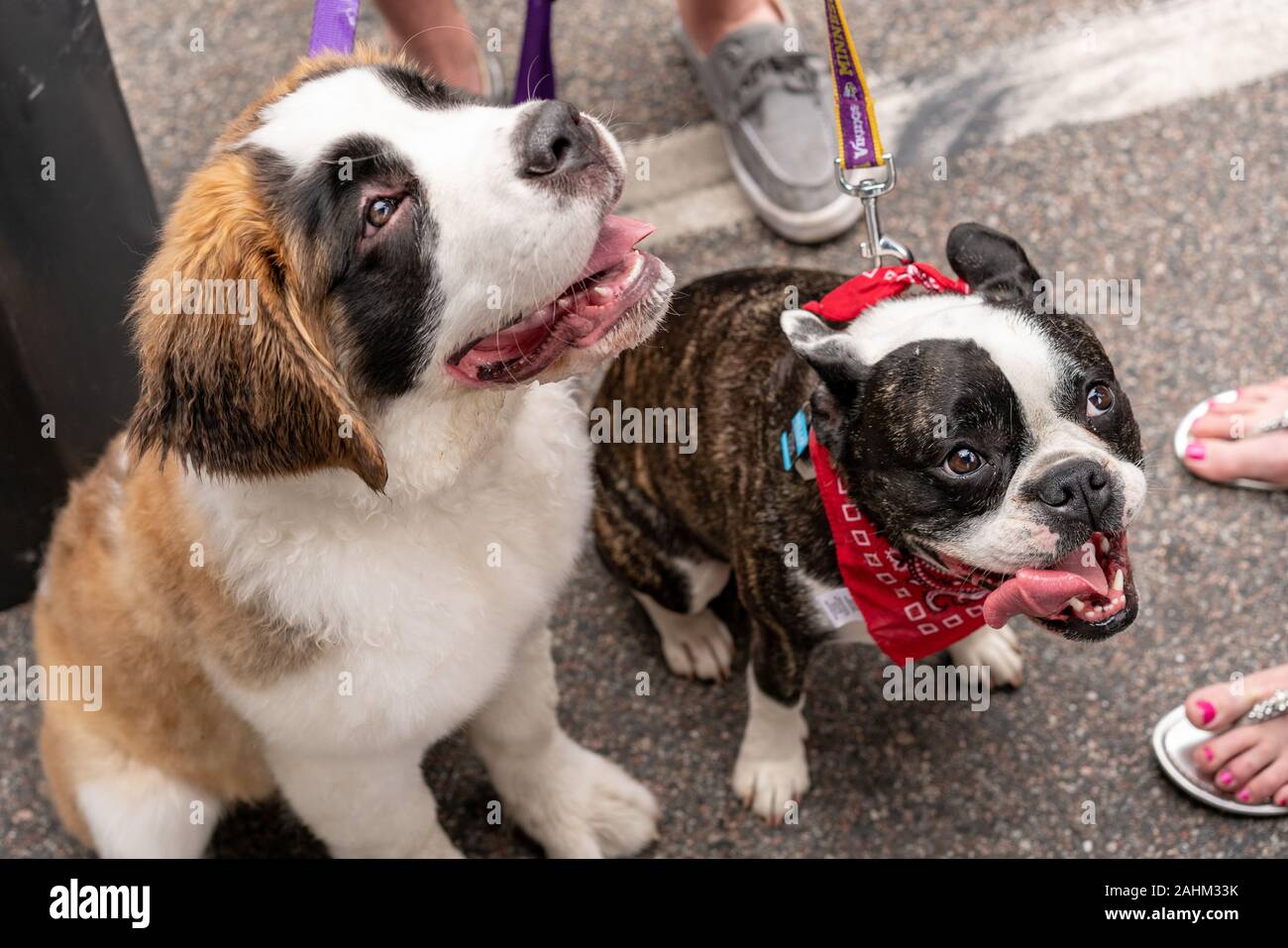 Chien chiot mignon de Saint-Bernard et boulodogue français (Nom scientifique : Canis lupus familiaris) Banque D'Images