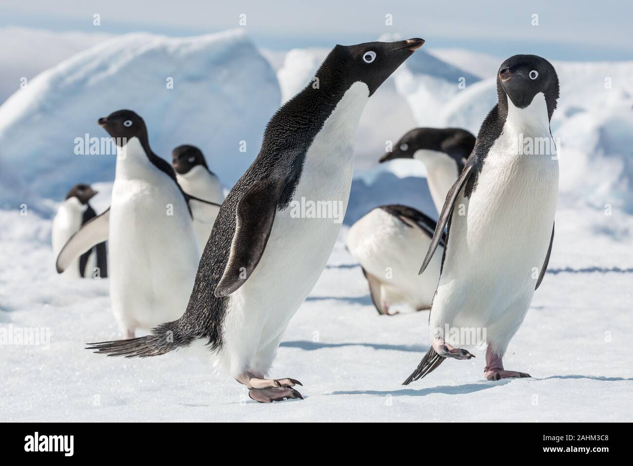 Adele Penguin dans l'Antarctique Banque D'Images