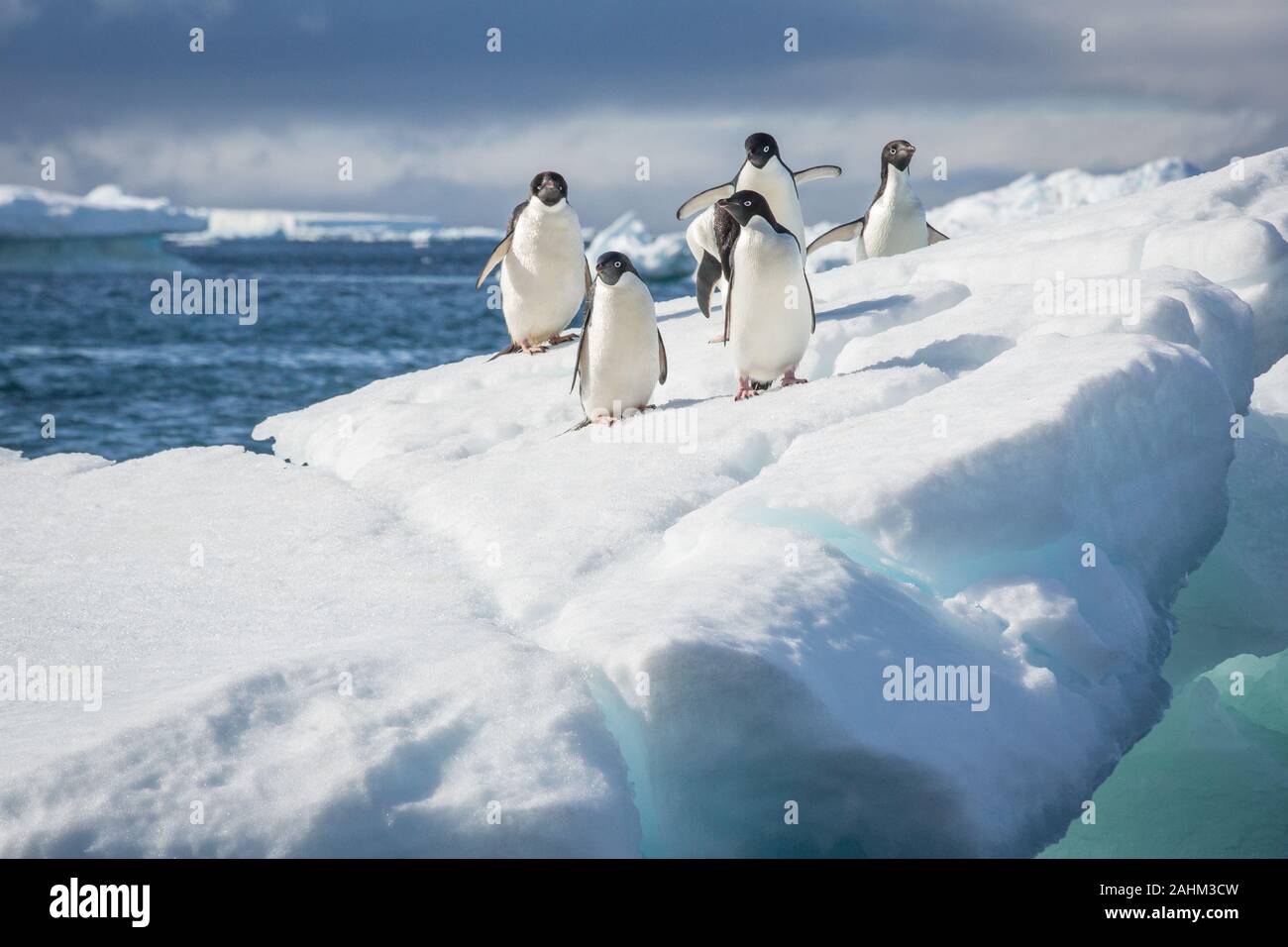 Adele Penguin dans l'Antarctique Banque D'Images