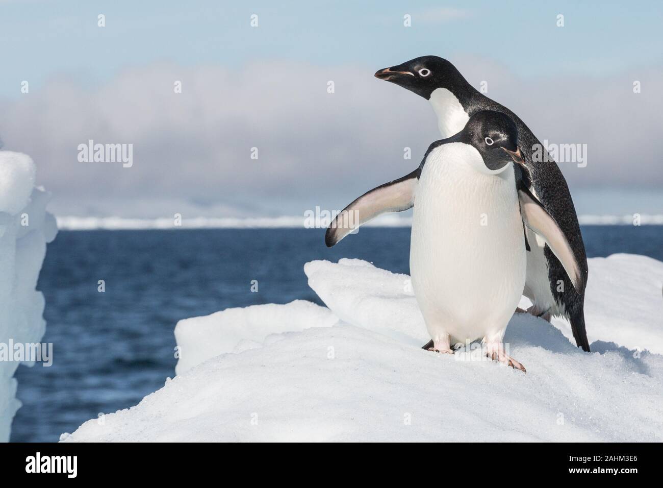 Adele Penguin dans l'Antarctique Banque D'Images