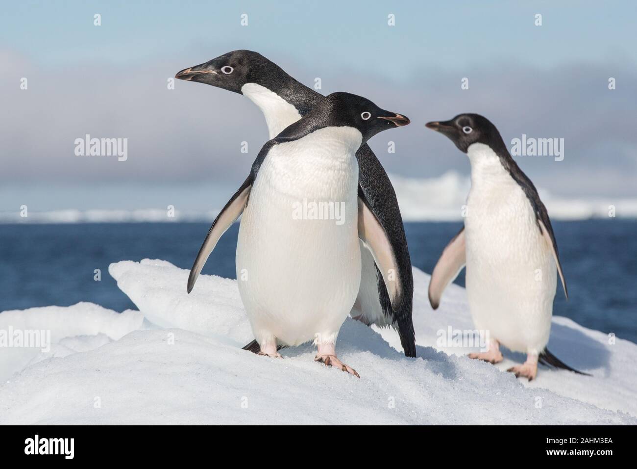 Adele Penguin dans l'Antarctique Banque D'Images