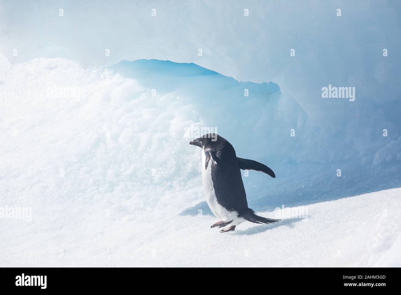 Adele Penguin dans l'Antarctique Banque D'Images