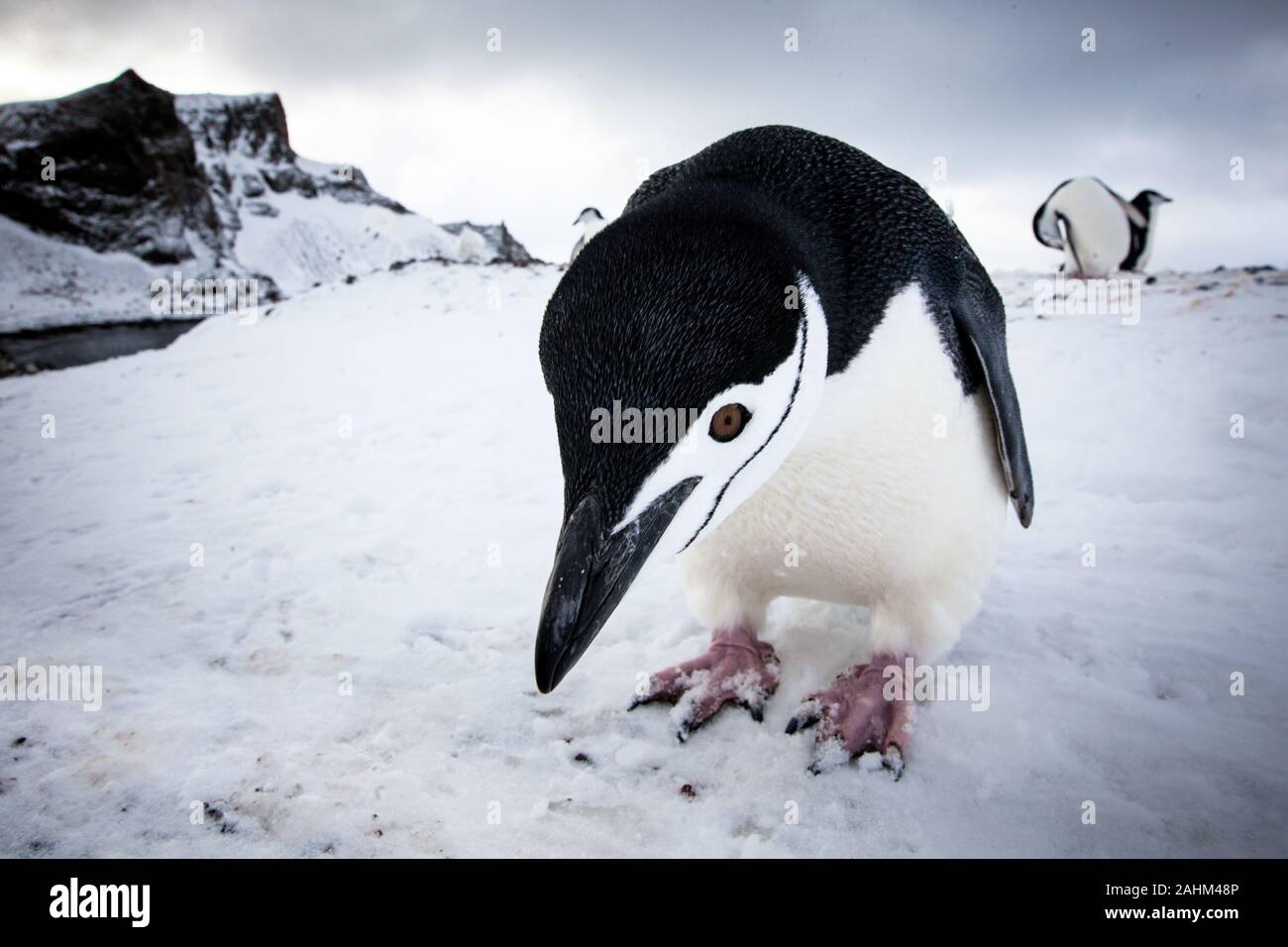 Dans l'Antarctique manchot à jugulaire Banque D'Images