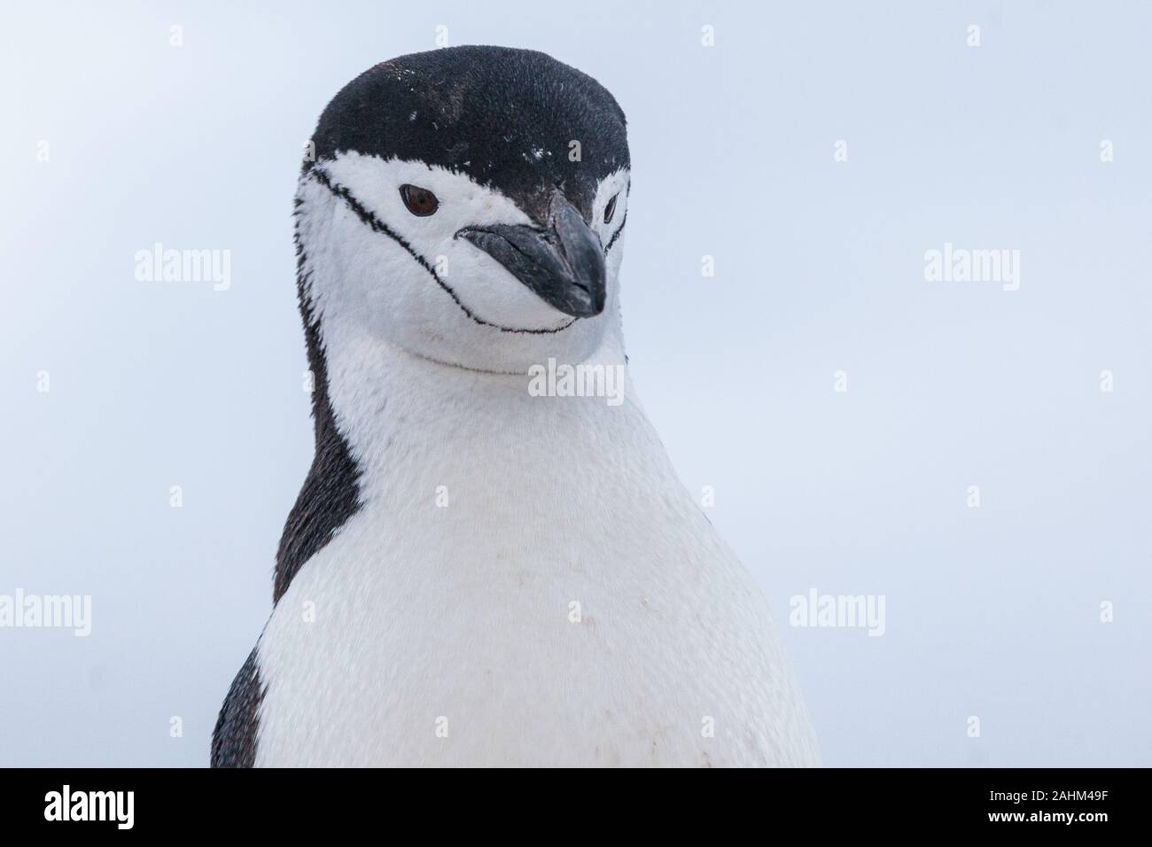 Dans l'Antarctique manchot à jugulaire Banque D'Images
