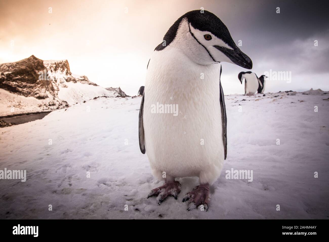 Dans l'Antarctique manchot à jugulaire Banque D'Images