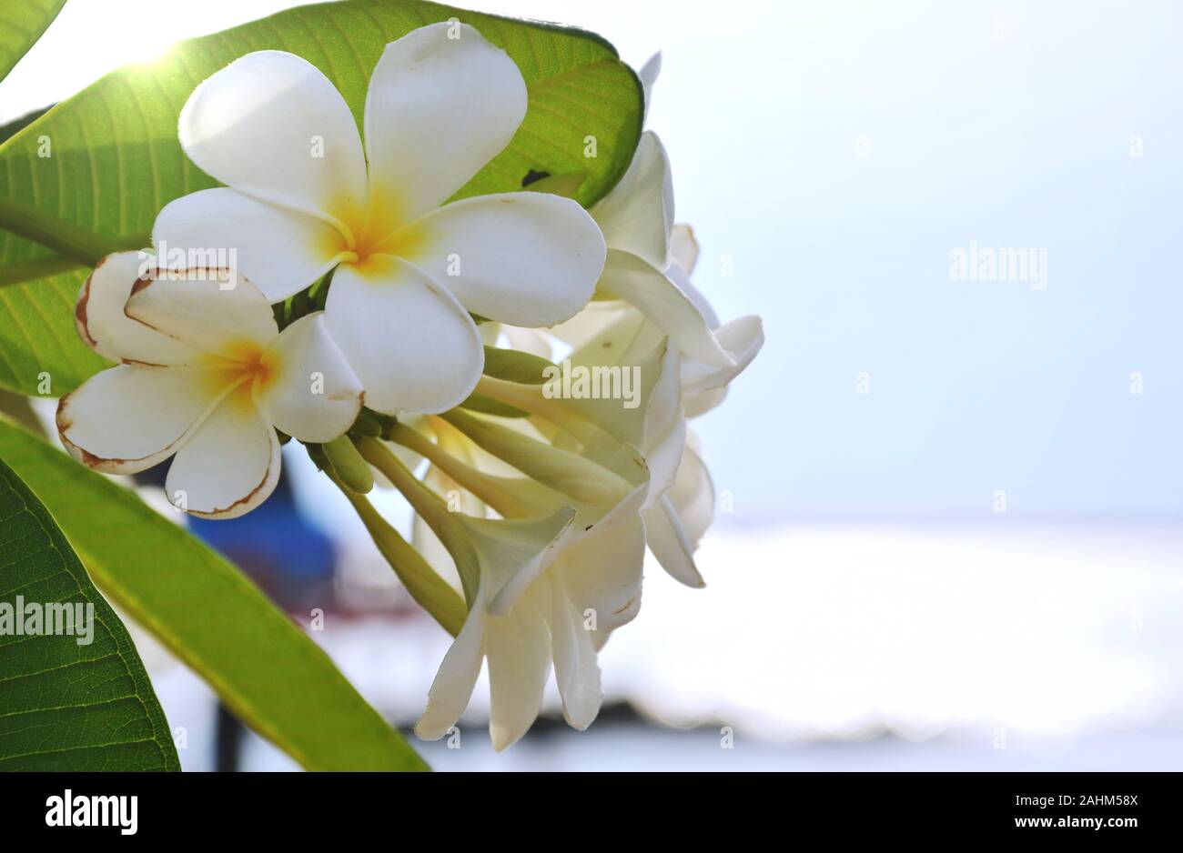 Plumeria ou temple tree fleur blanche qui fleurit dans le jardin Banque D'Images
