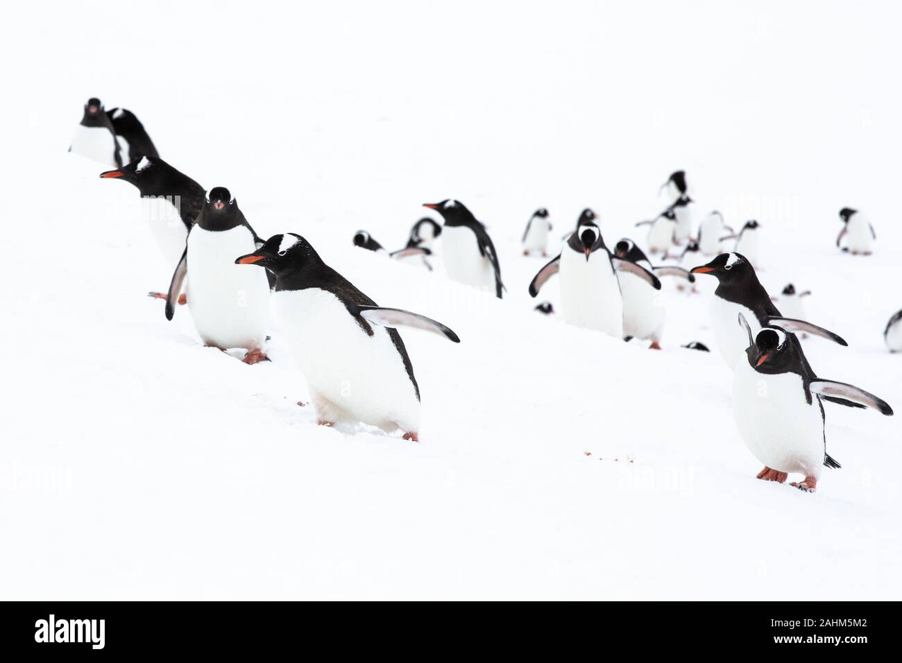 Gentoo pingouin en Antarctique Banque D'Images