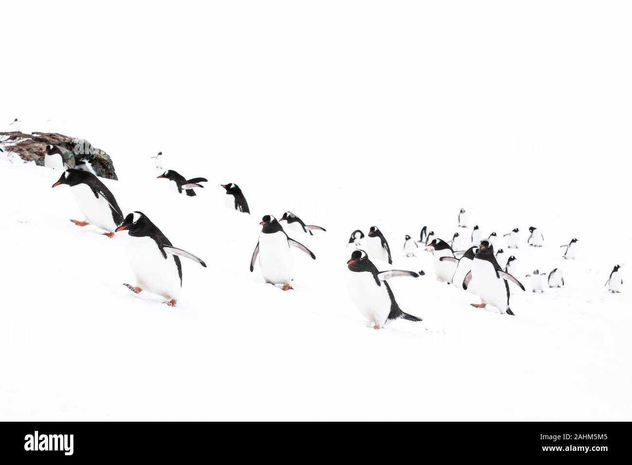 Gentoo pingouin en Antarctique Banque D'Images