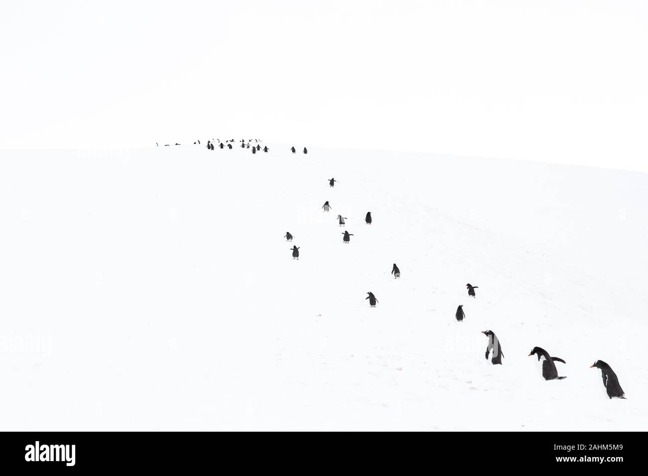 Gentoo pingouin en Antarctique Banque D'Images