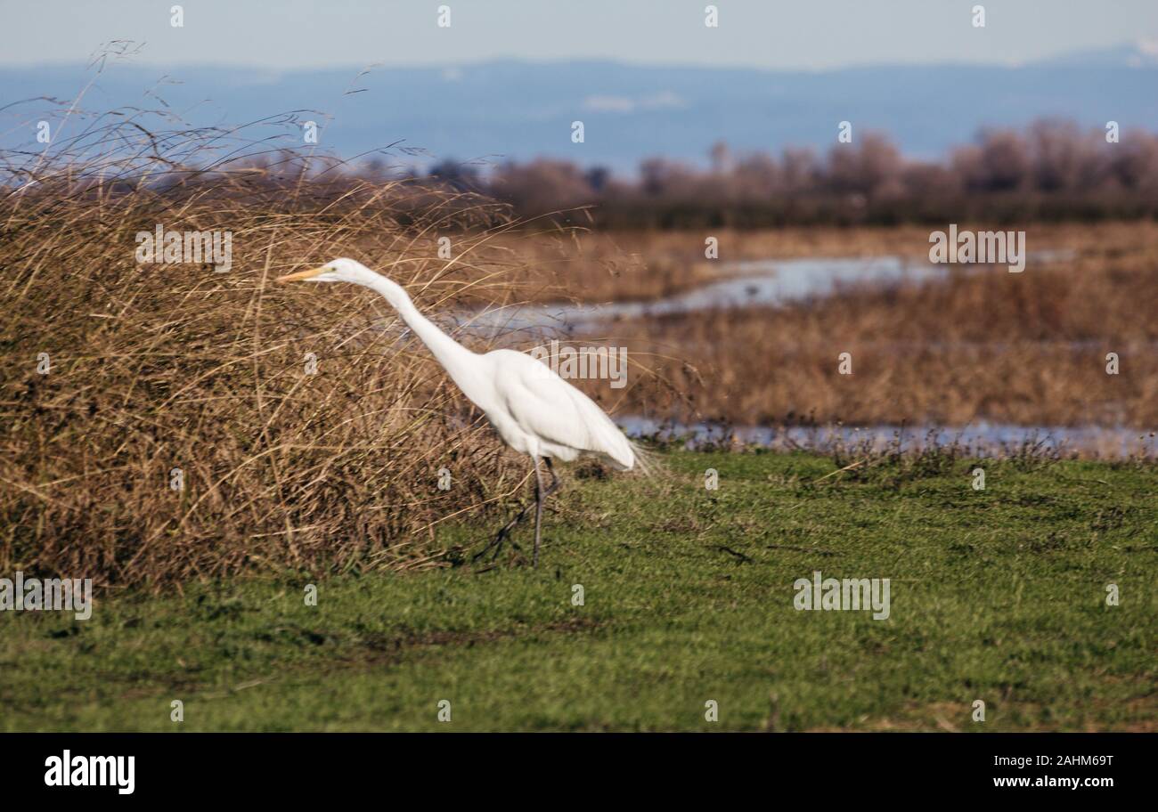 L'Egret Banque D'Images