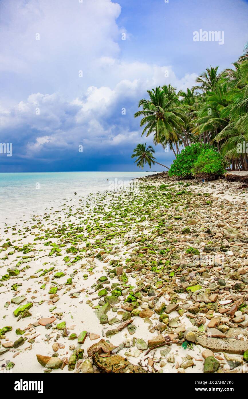Vue sur les palmiers, l'eau et la plage sur la côte de Maldive Banque D'Images