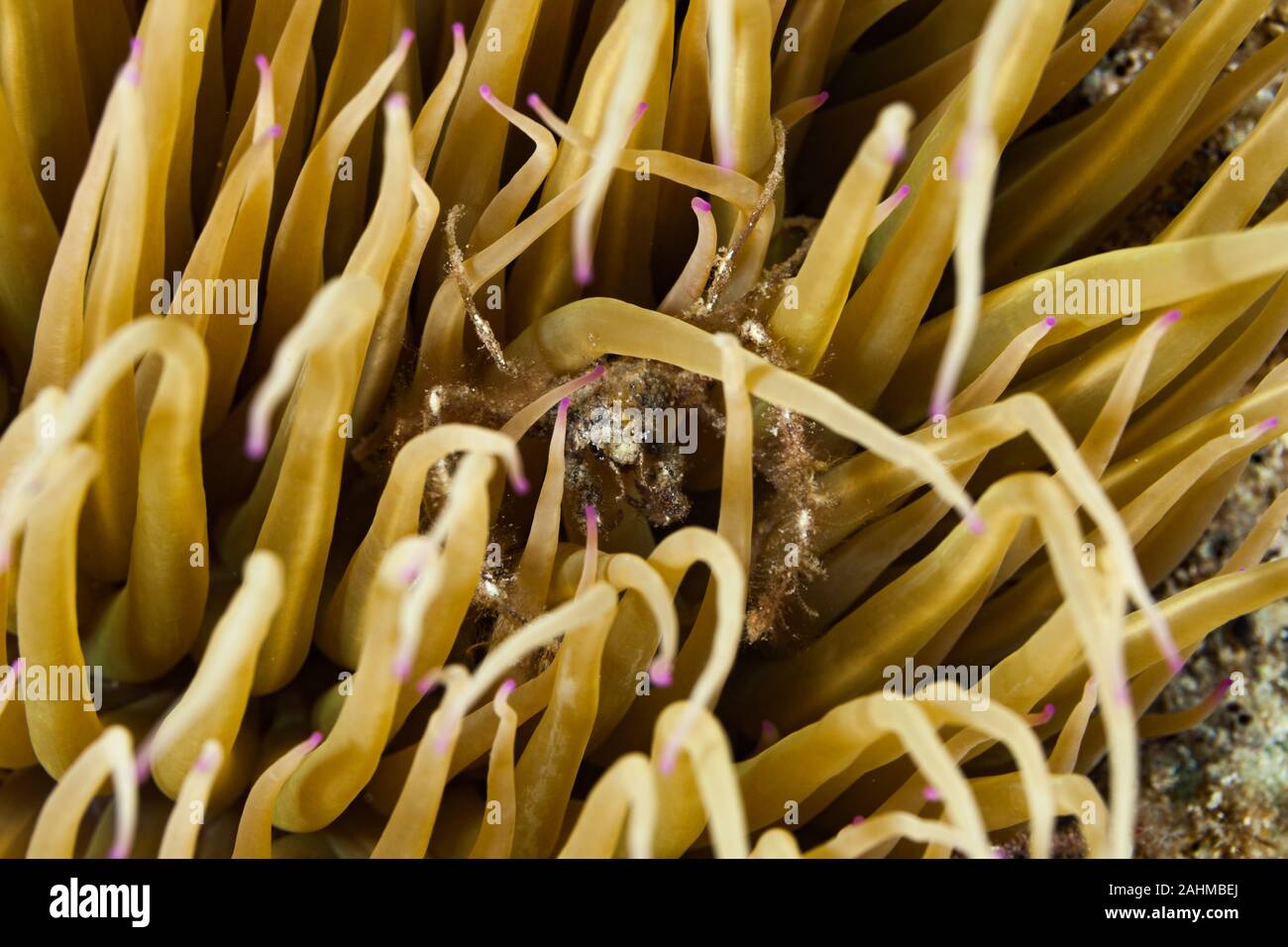 Crabe araignée inachus phalangium, et snakelocks anemone Banque D'Images