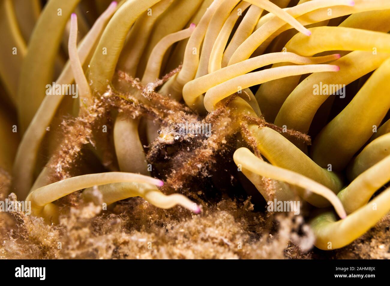 Crabe araignée inachus phalangium, et snakelocks anemone Banque D'Images