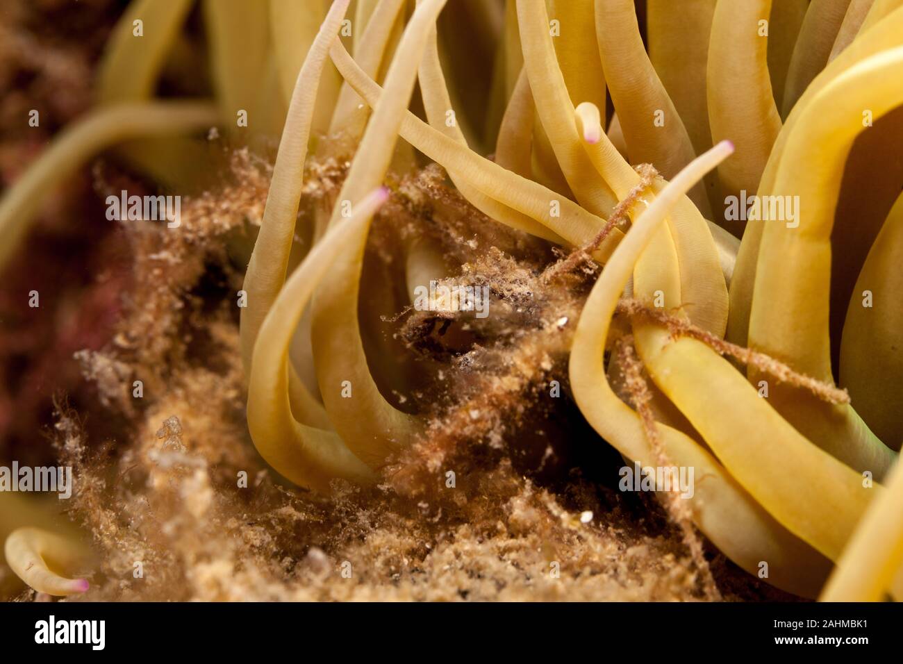 Crabe araignée inachus phalangium, et snakelocks anemone Banque D'Images