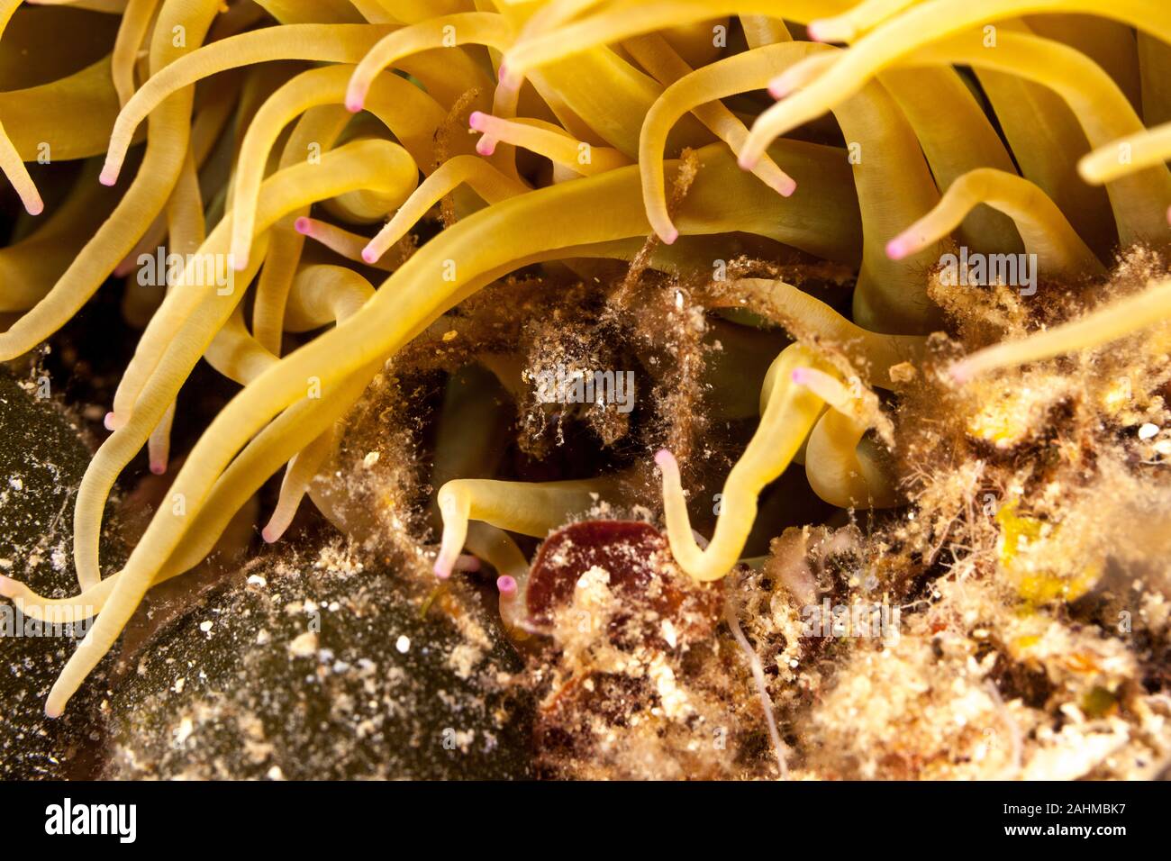 Crabe araignée inachus phalangium, et snakelocks anemone Banque D'Images