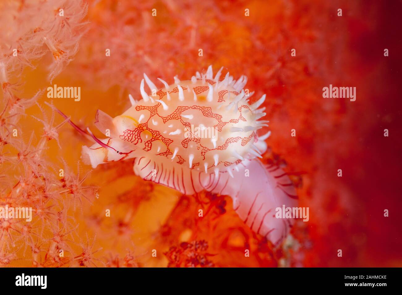 Culmen Diminovula est une espèce de pseudoscorpions de la famille des Euphorbiaceae, les ovules, porcelaines porcelaines ou faux alliés Banque D'Images