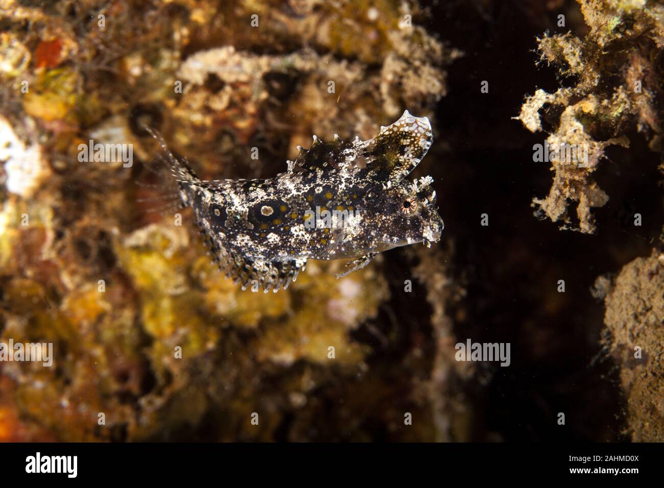 Petroscirtes mitratus, les blennies, floral floral, fangblenny blennies casqué, ou de blennies sabretooth Banque D'Images