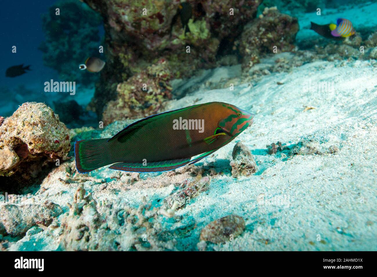 Coris cuvieri, Coris, Africaine African wrasse, faux clownwrasse Banque D'Images