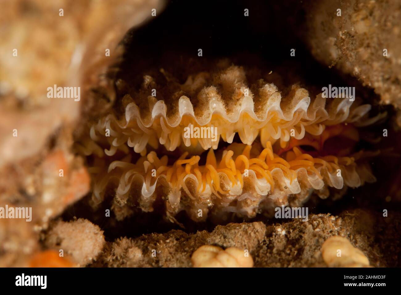 Lima lima, ou la tortue-fileclam, est une espèce de mollusque bivalve de la famille des Limidae Banque D'Images