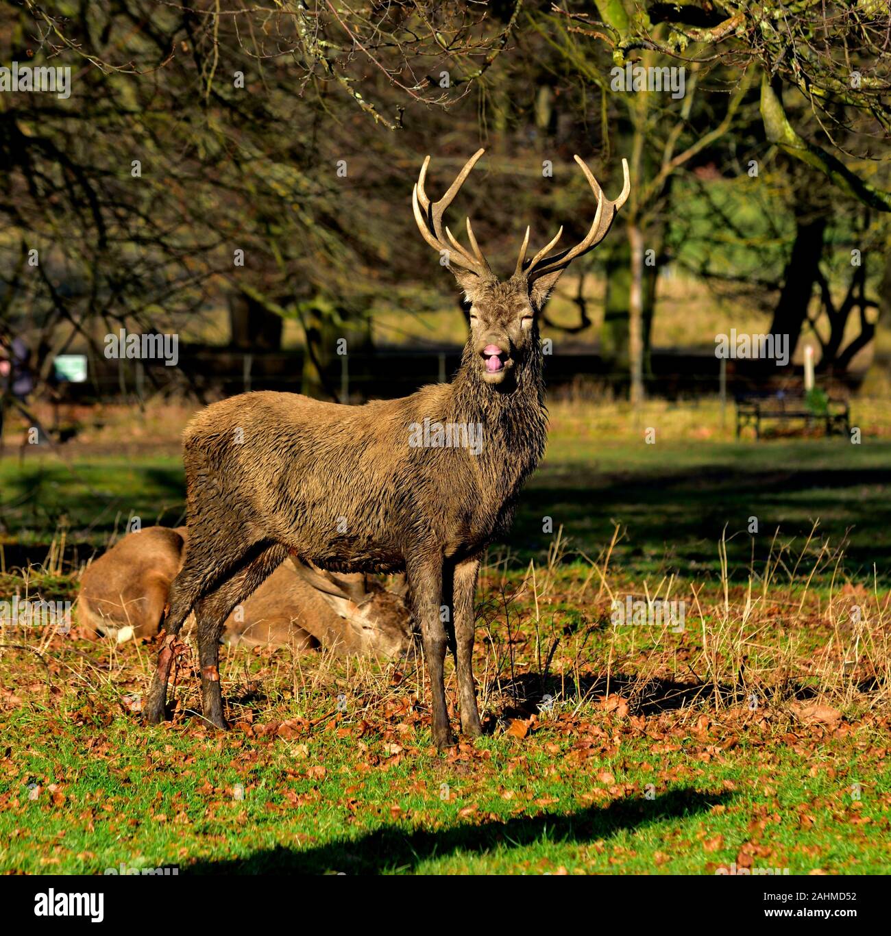 Red Deer stag Cervus elaphus appeler pendant la saison du rut,Parc,Nottingham Wollaton,Angleterre,UK Banque D'Images