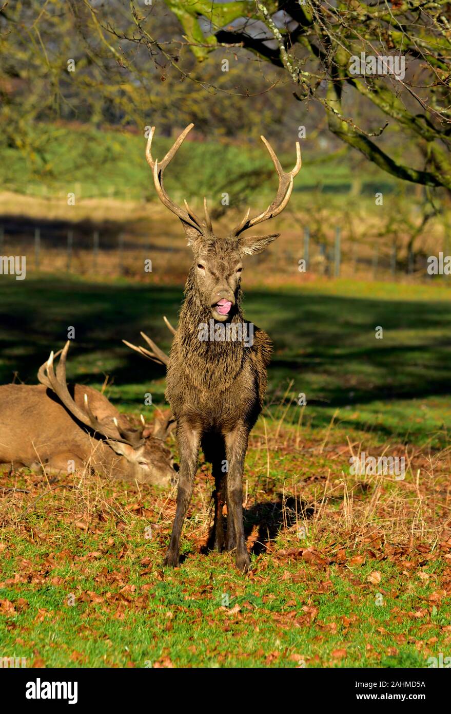 Red Deer stag Cervus elaphus appeler pendant la saison du rut,Parc,Nottingham Wollaton,Angleterre,UK Banque D'Images