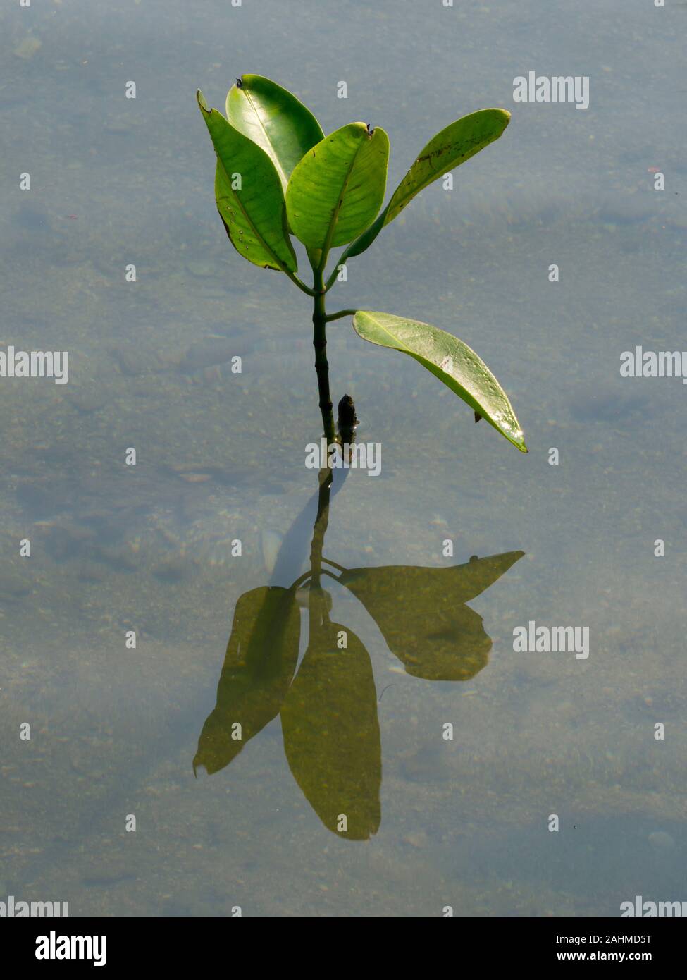 Fabriciana adippe haute Brown Fritillary en woodland edge Banque D'Images