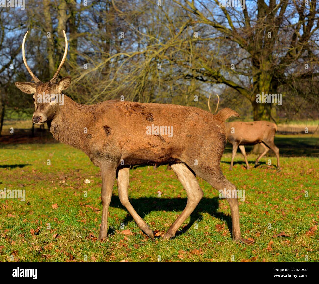 Les jeunes Red Deer stag, Cervus elaphus, saison du rut,Parc,Nottingham Wollaton,Angleterre,UK Banque D'Images