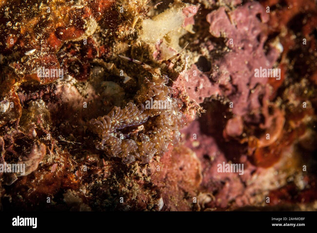 Pteraeolidia ianthina est une limace de mer, un aeolid nudibranche de la famille Facelinidae Banque D'Images