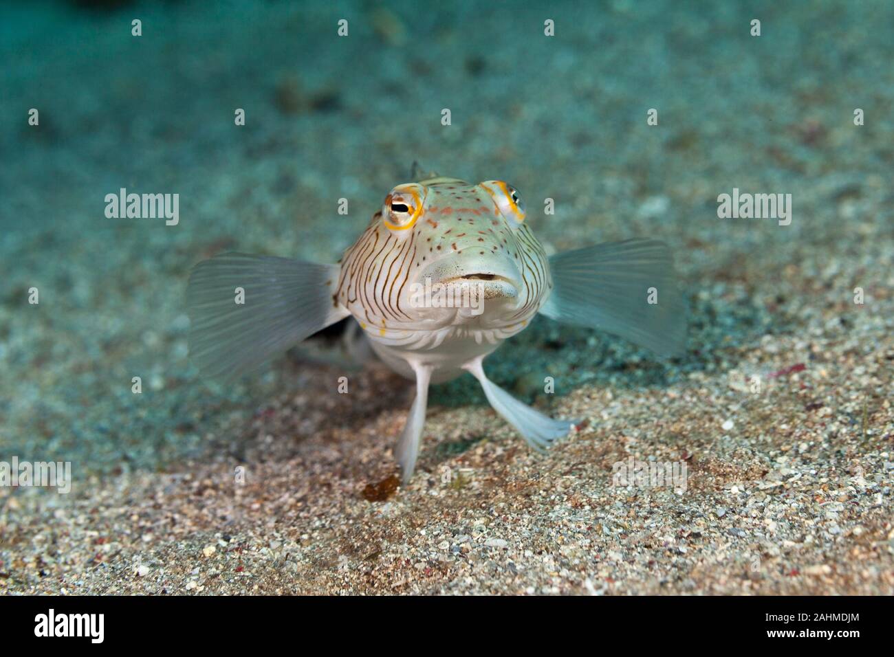 Parapercis hexophtalma, le naseux sandperch Banque D'Images