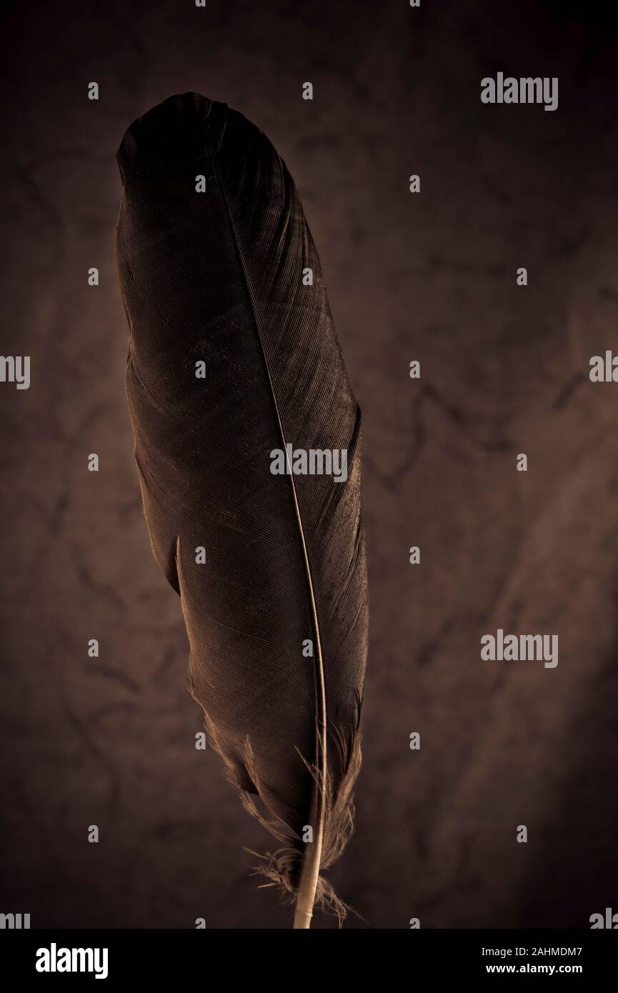 plume noire Banque D'Images