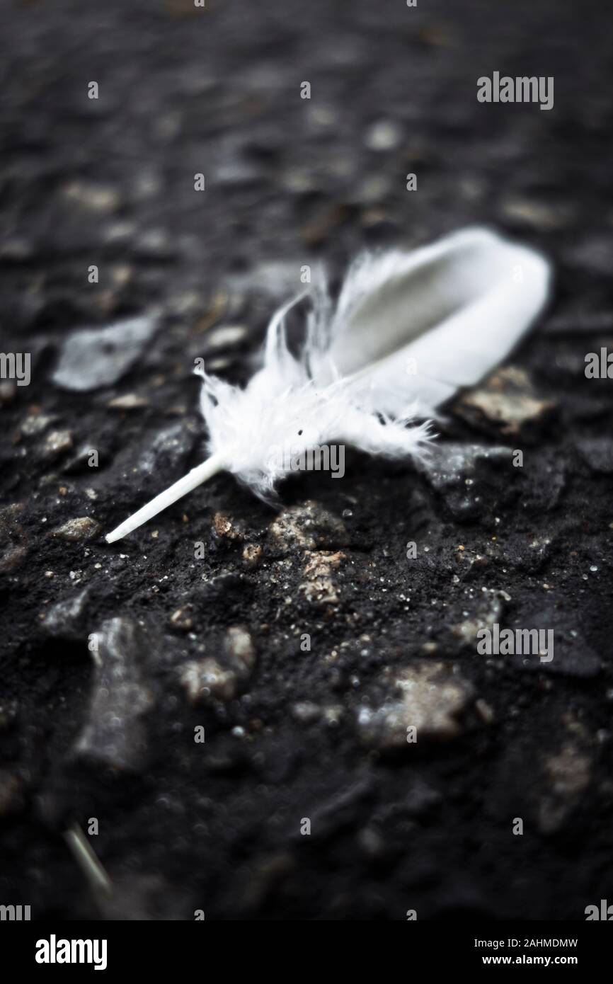 Plume blanche sur l'asphalte Banque D'Images