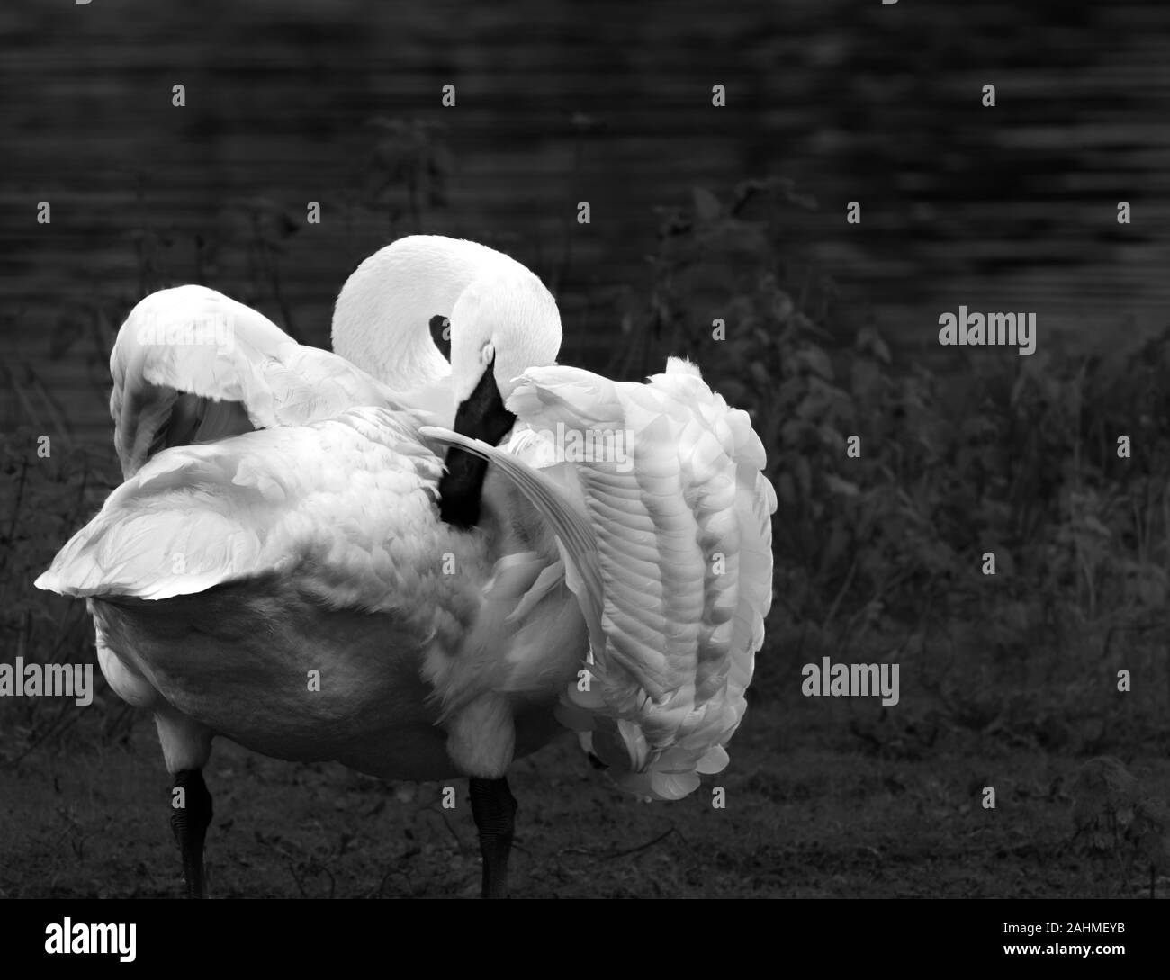 Cygne noir au repos lissage Banque de photographies et d’images à haute