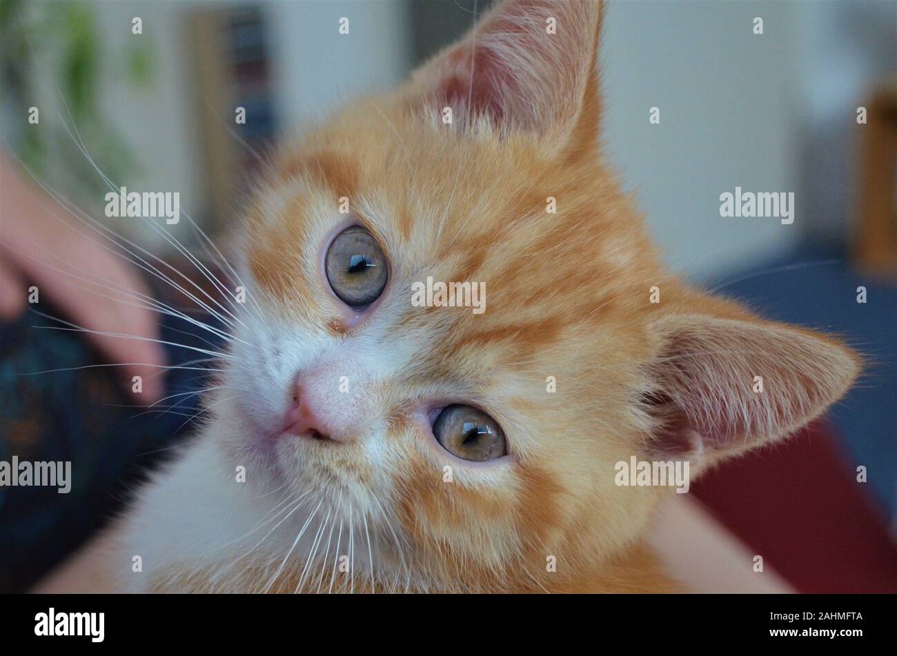 Rouge / jaune / orange cat in close up Banque D'Images
