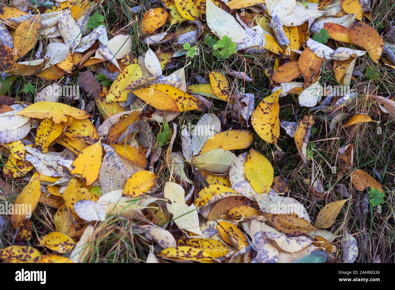 Les feuilles d'automne dans le cimetière, Hammerfest, Norvège du Nord, Vest-Finnmark Banque D'Images