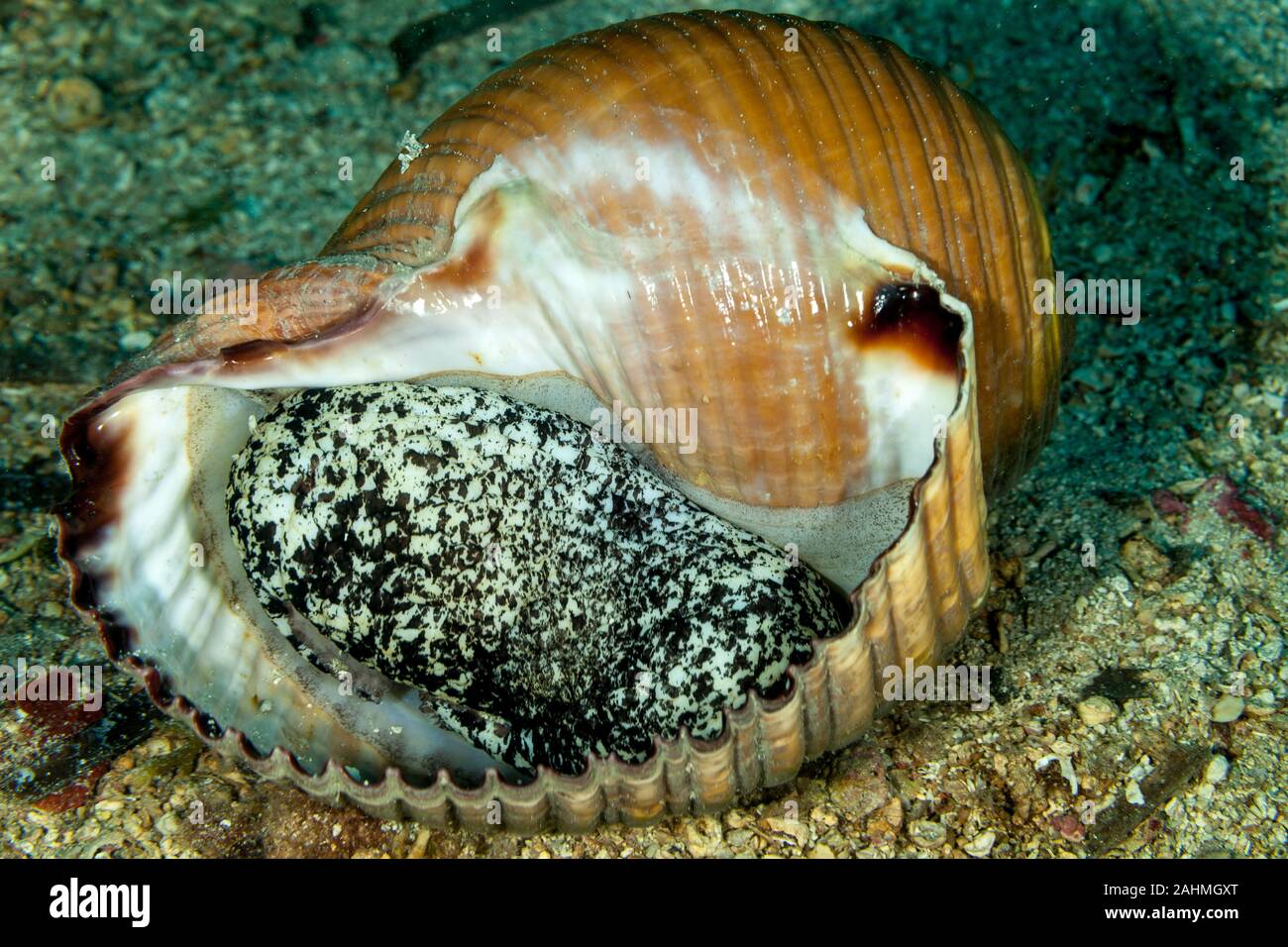 Escargot de mer géant tun, Tonna galea Photo Stock Alamy
