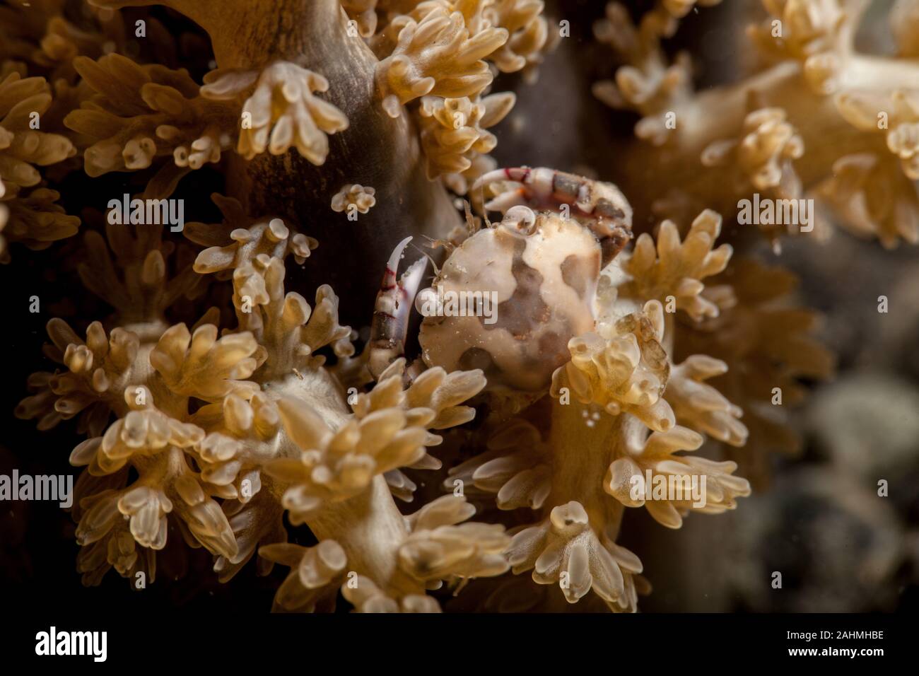 Lissocarcinus - crabe nageur arlequin laevis Banque D'Images