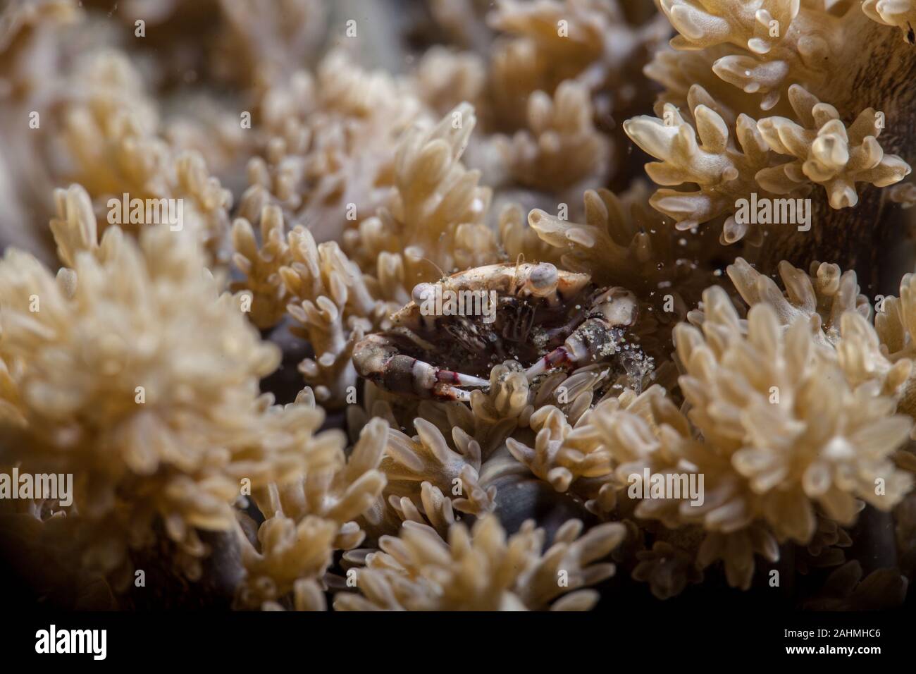 Lissocarcinus - crabe nageur arlequin laevis Banque D'Images