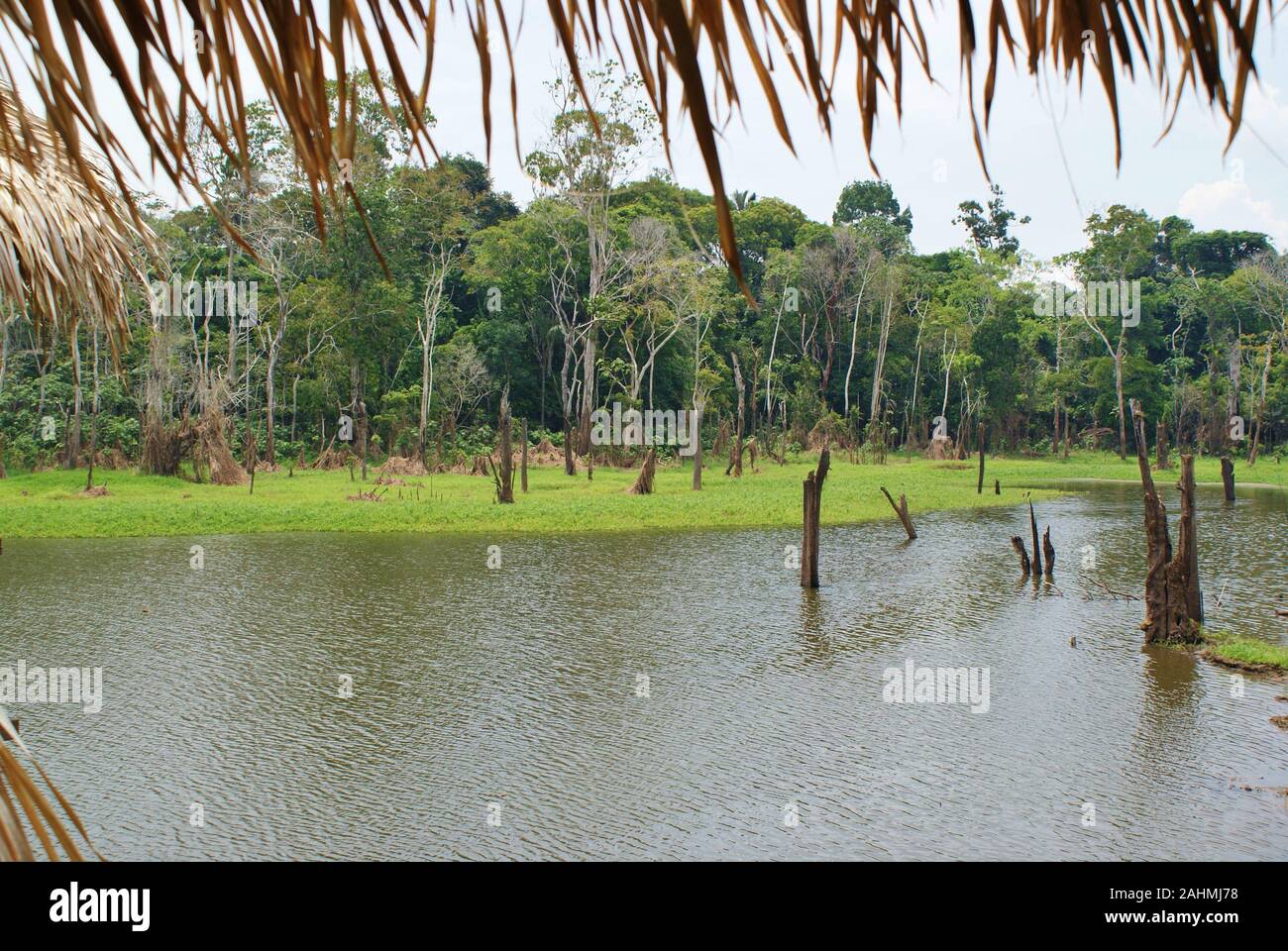 L'Amazonas au Brésil Banque D'Images