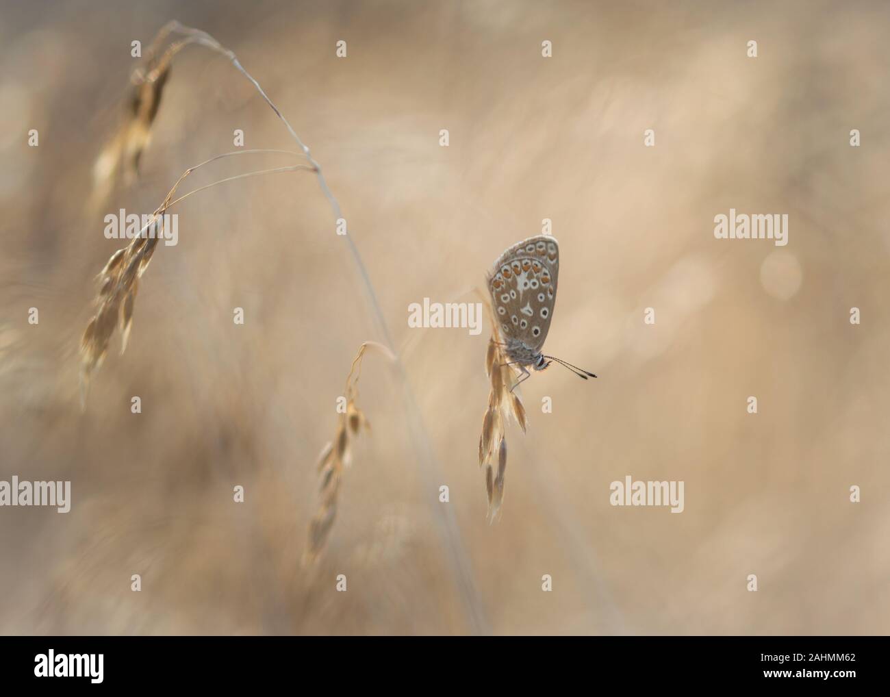 Papillon bleu commun reposant sur l'herbe haute de rêve avec l'impression fine art clés Banque D'Images