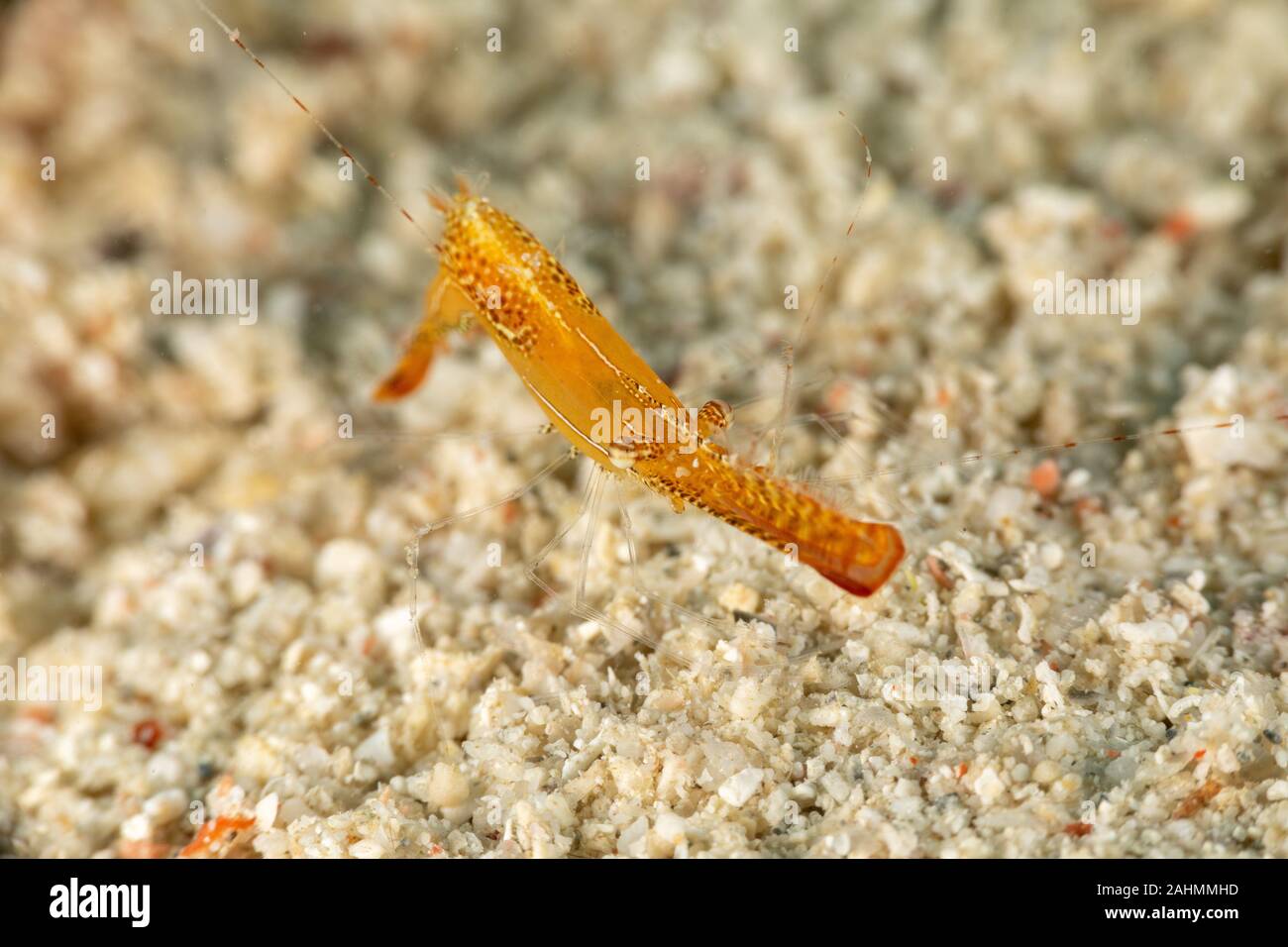 Long Nez, crevettes Crevettes Donald Duck, la longueur du corps de 20 mm environ, Leander plumosus Banque D'Images