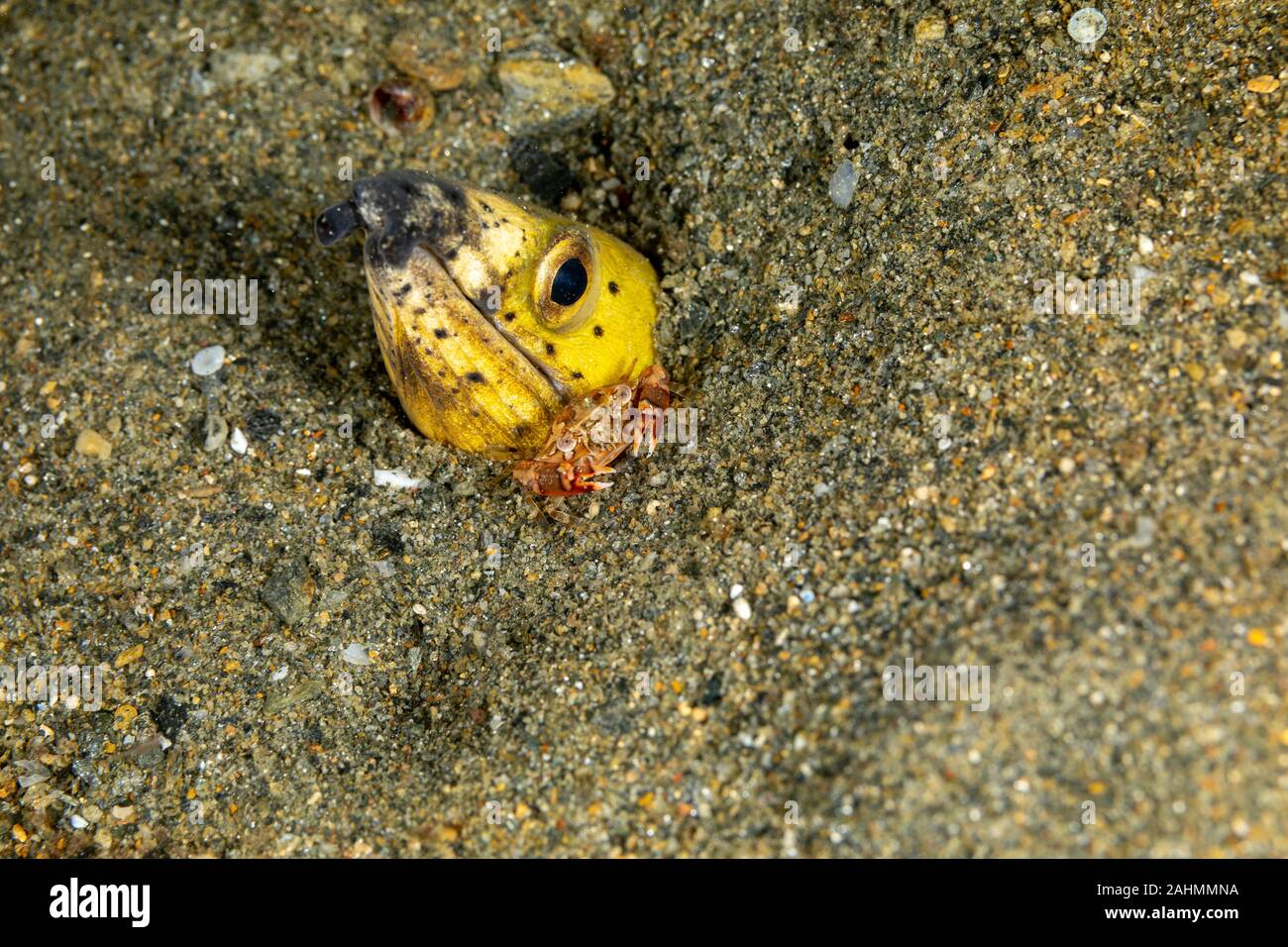 Petit serpent anguille, Pisodonophis cancrivorus, est une anguille dans la famille Ophichthidae worm/serpent d'anguilles et d'un crabe, Lissocarcinus Natation Arlequin laevis Banque D'Images