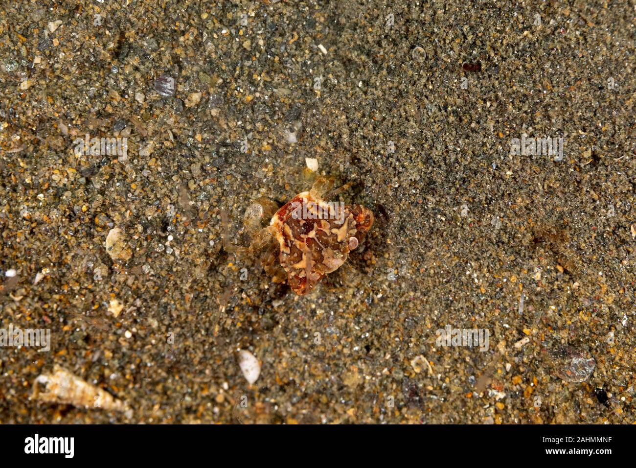 Les arlequins Swimming Crab, Lissocarcinus laevis est une espèce de crabes de la famille Portunidae Banque D'Images