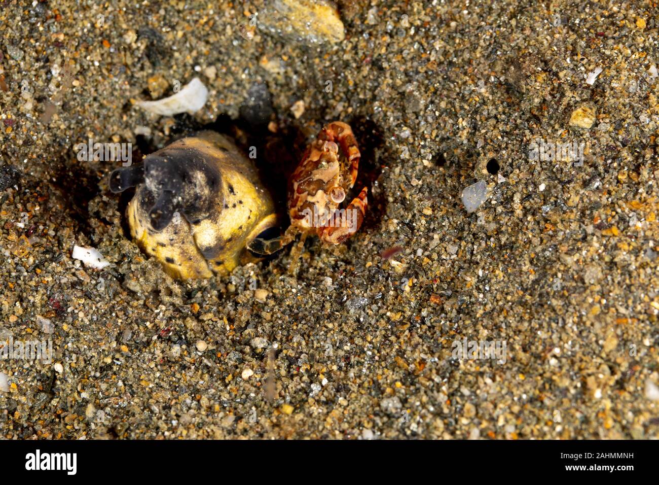 Petit serpent anguille, Pisodonophis cancrivorus, est une anguille dans la famille Ophichthidae worm/serpent d'anguilles et d'un crabe, Lissocarcinus Natation Arlequin laevis Banque D'Images