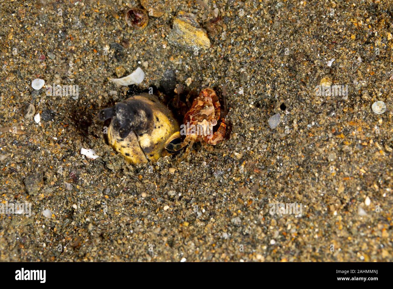 Petit serpent anguille, Pisodonophis cancrivorus, est une anguille dans la famille Ophichthidae worm/serpent d'anguilles et d'un crabe, Lissocarcinus Natation Arlequin laevis Banque D'Images
