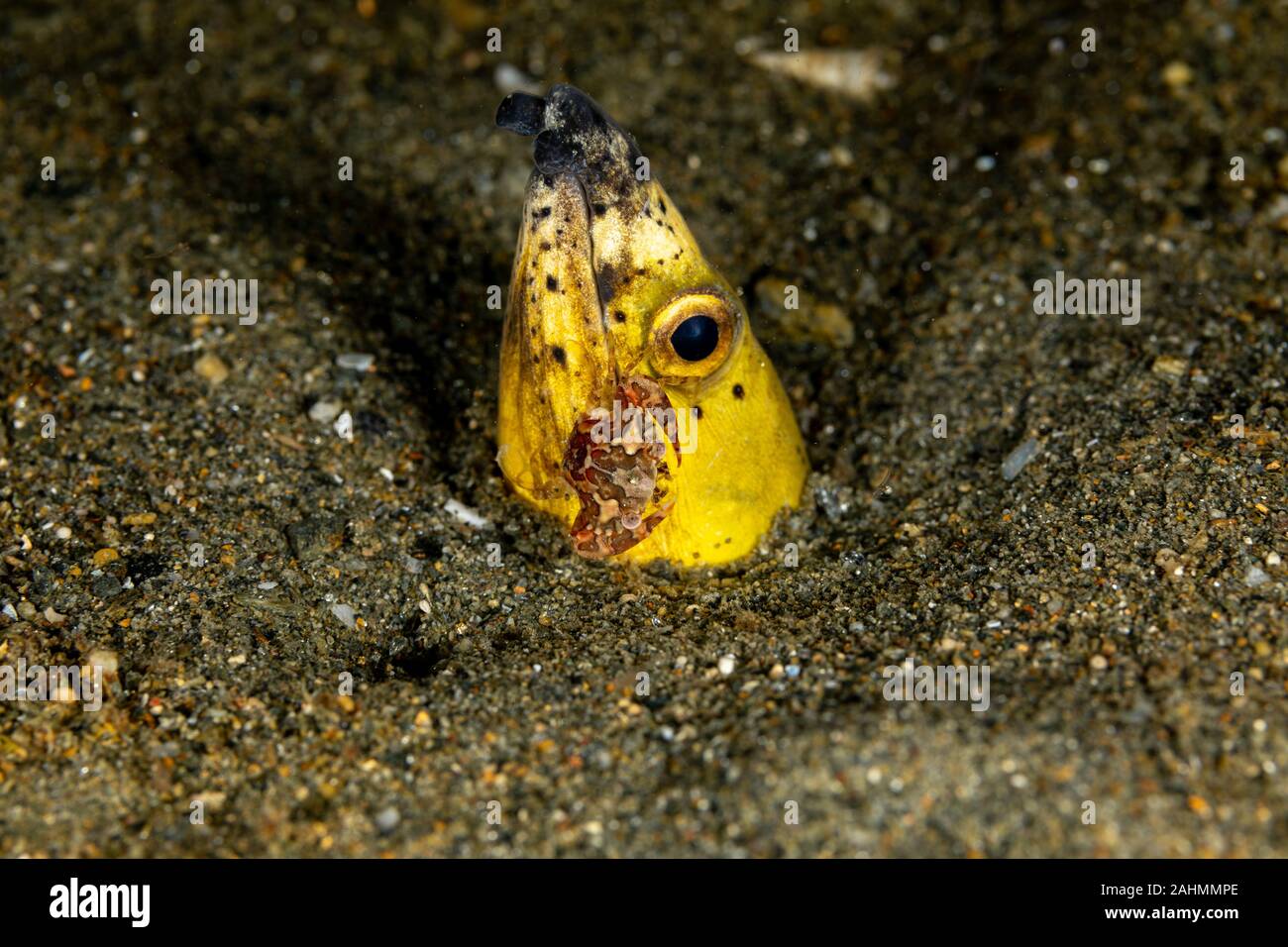Petit serpent anguille, Pisodonophis cancrivorus, est une anguille dans la famille Ophichthidae worm/serpent d'anguilles et d'un crabe, Lissocarcinus Natation Arlequin laevis Banque D'Images