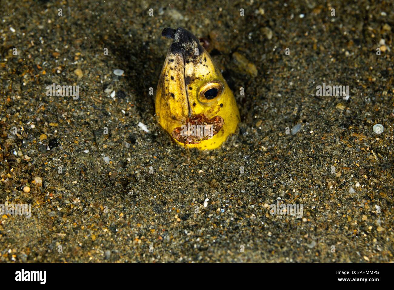 Petit serpent anguille, Pisodonophis cancrivorus, est une anguille dans la famille Ophichthidae worm/serpent d'anguilles et d'un crabe, Lissocarcinus Natation Arlequin laevis Banque D'Images