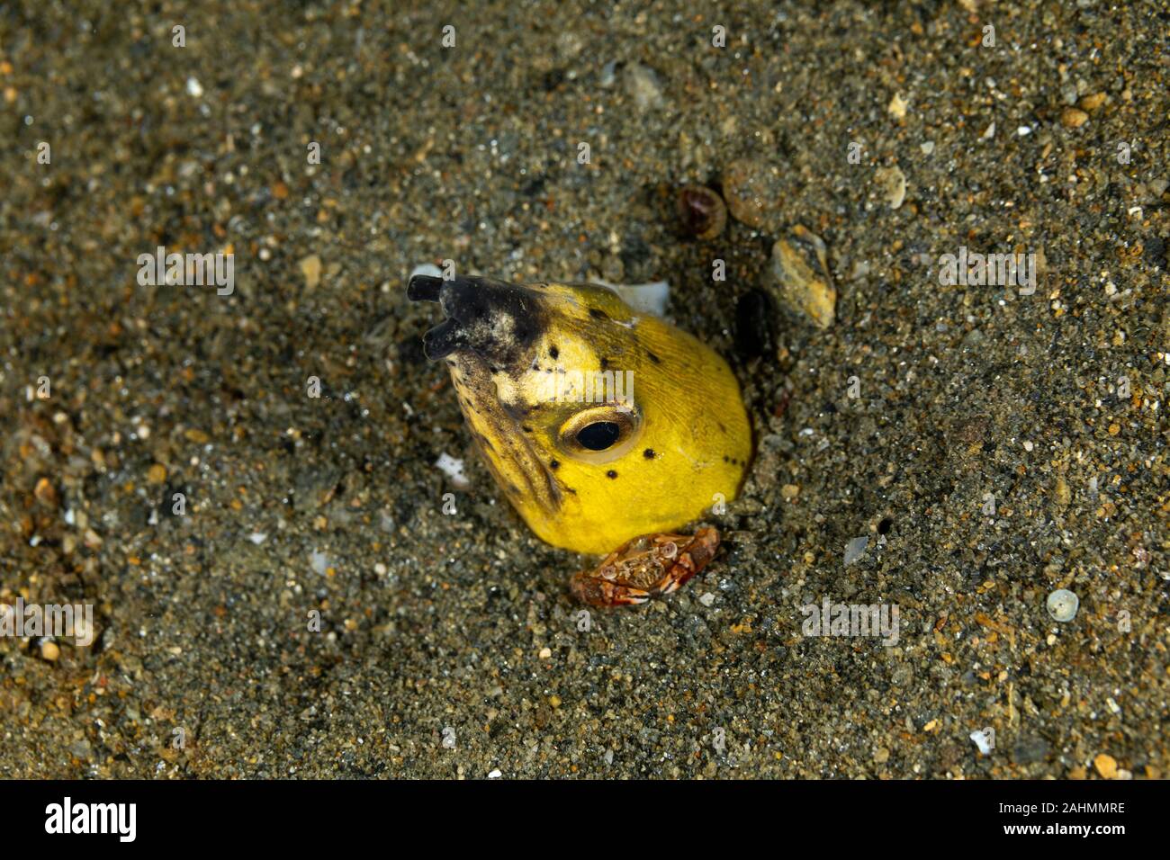 Petit serpent anguille, Pisodonophis cancrivorus, est une anguille dans la famille Ophichthidae worm/serpent d'anguilles et d'un crabe, Lissocarcinus Natation Arlequin laevis Banque D'Images