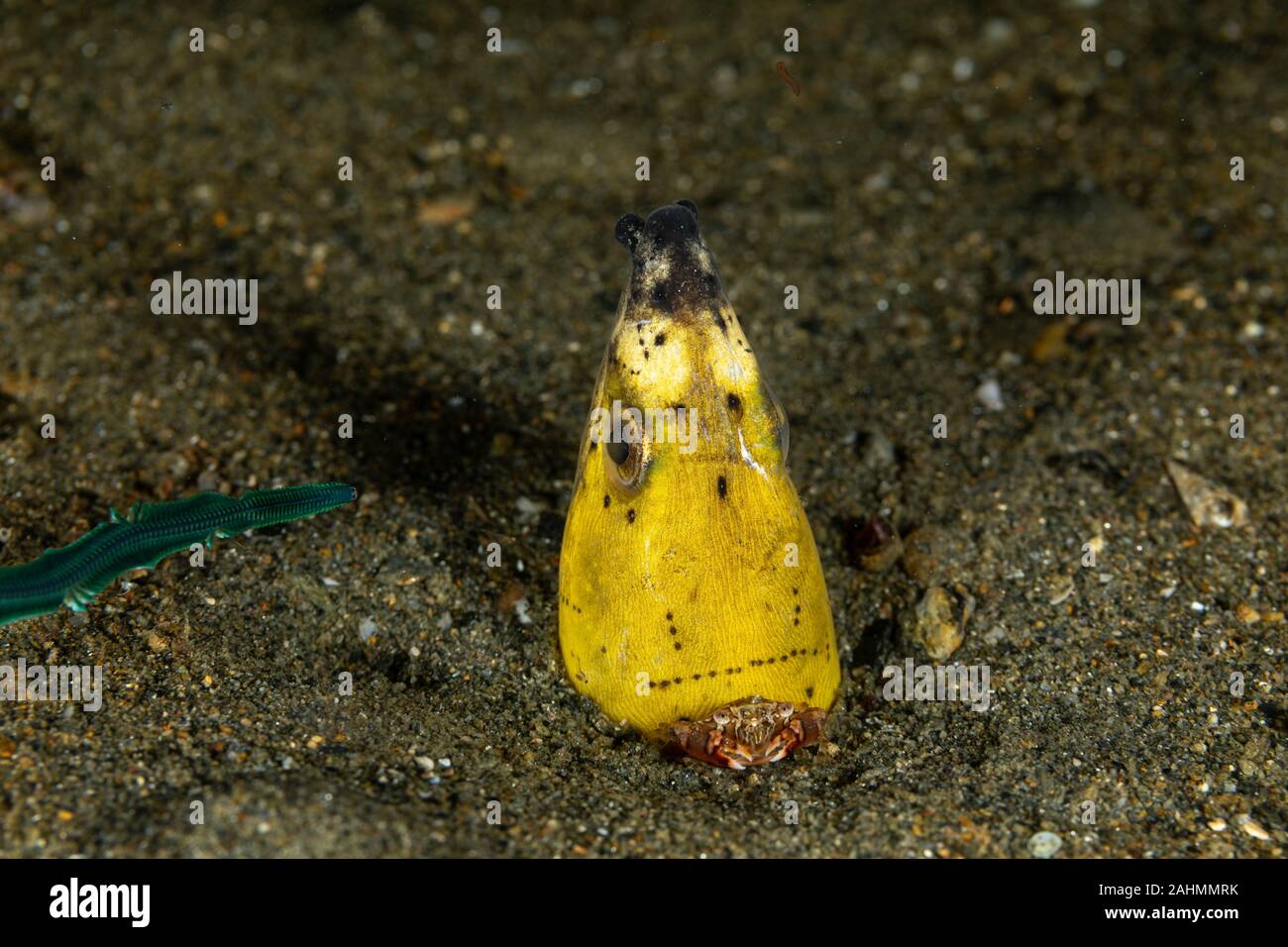 Petit serpent anguille, Pisodonophis cancrivorus, est une anguille dans la famille Ophichthidae worm/serpent d'anguilles et d'un crabe, Lissocarcinus Natation Arlequin laevis Banque D'Images