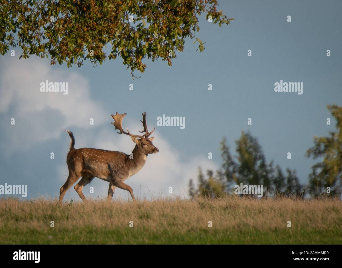 Daims buck à knepp Castle estate West Sussex Banque D'Images