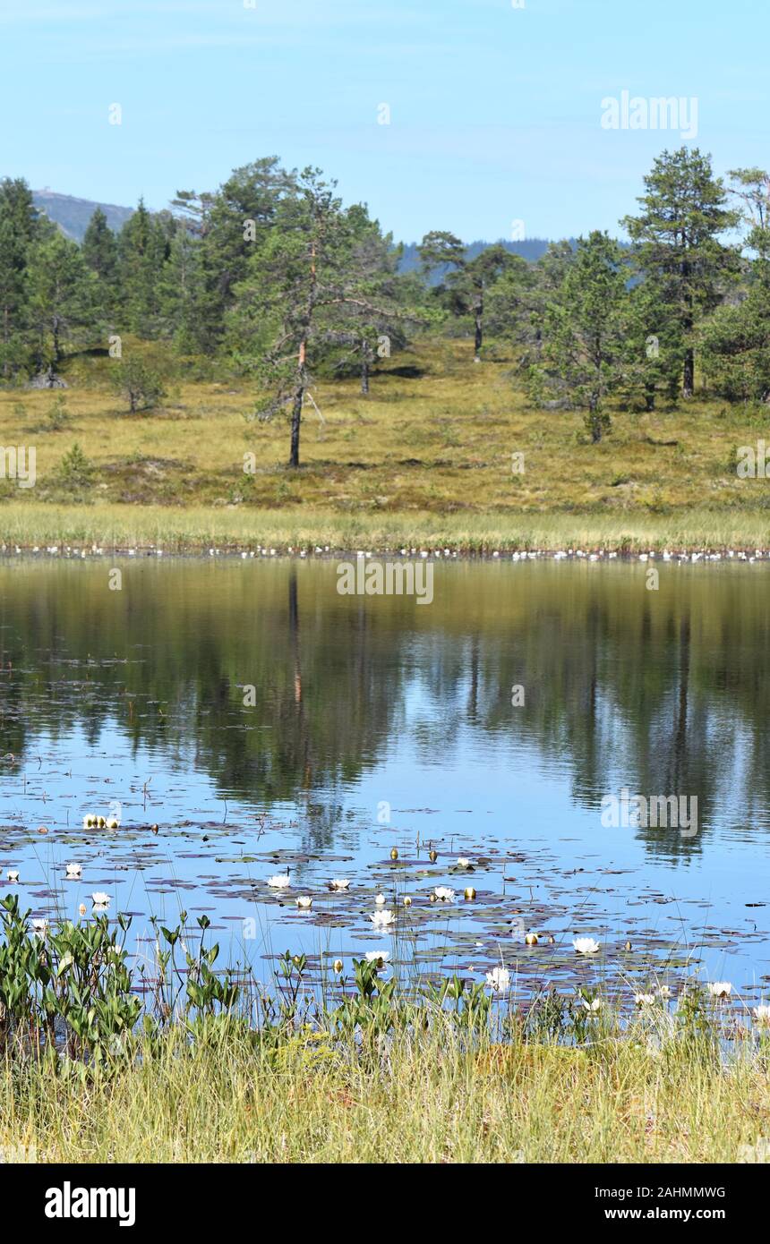 Nénuphars poussant dans un petit étang dans un paysage de marais Banque D'Images